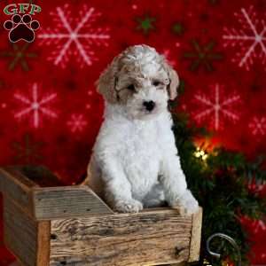 Tina, Miniature Poodle Puppy